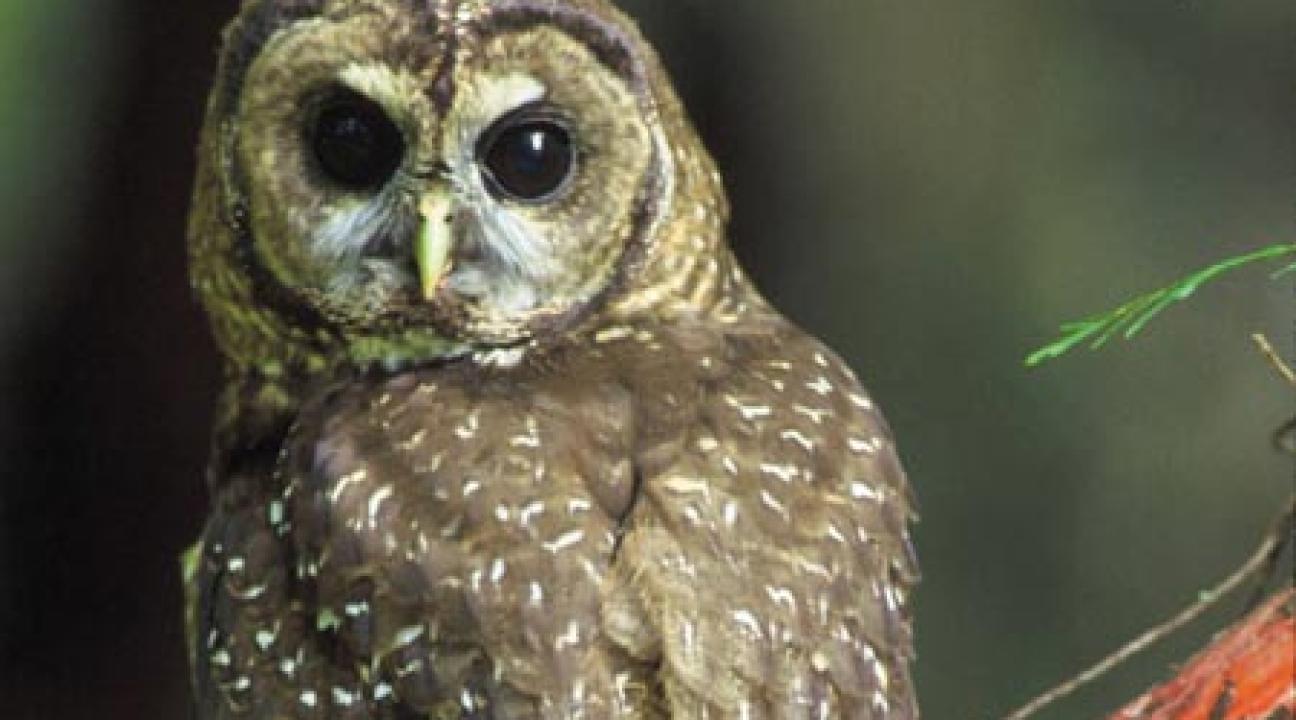 Spotted Owl