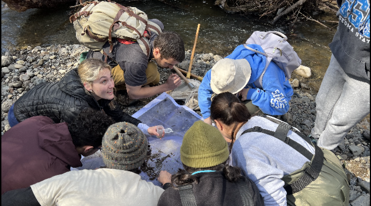 students look at insects next to a creek