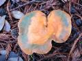 orange mushroom on duff