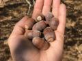 acorns in a hand over soil