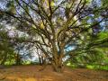 coast live oak tree