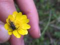 native bee on buttercup with fingers