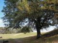 California black oak tree