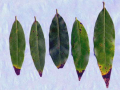 bay leaves with brown tips