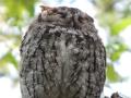 Western Screech Owl on limb
