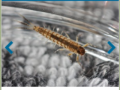 screenshot of the Aqua Bugs app with a mayfly larva photo