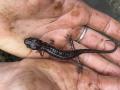 Arboreal Salamander on “nature-clean hands”