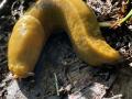 Banana slug decomposing leaves