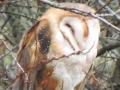Barn owl on branch