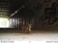 bobcat carries prey through wildlife tunnel