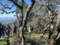 Naturalists observing oak trees