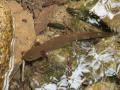 California Giant Salamander larva in the Laguna de Santa Rosa Watershed