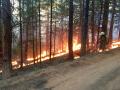 a firefighter sets a prescribed burn in a forest