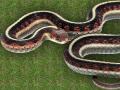garter snake on grass
