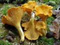 Chanterelle mushrooms with acorns and scattered leaves on moss