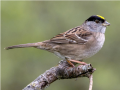 a golden crowned sparrow on a branch