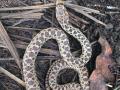 gopher snake on soil