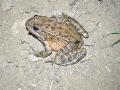 California red-legged frog adult at night
