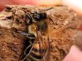 honeybee on rock