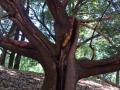 large madrone tree