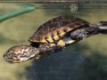 baby western pond turtle under water