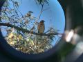 A red-shouldered hawk viewed through a spotting scope