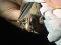 Hand holding a leaf-nosed bat