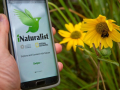 a hand holds a smart phone with the iNaturalist app open next to a sunflower in a field with a bee pollinating
