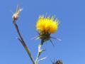 Yellow Star Thistle closeup against the sky