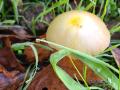 white and yellow mushroom cap with grass and leaves