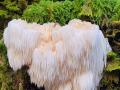 white lions mane mushroom on moss