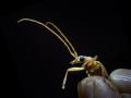 Fir Borer Long Horned Beetle in the dark