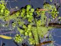 Close-up of duckweed and other plants in a marsh