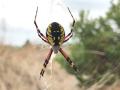 orb weaver spider belly on a web