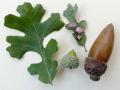 Oak leaf, gall and acorn