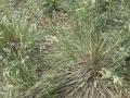 Native grasses in California