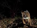 mountain lion with collar facing camera walking at night