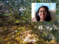 a Zoom window of a smiling naturalist pasted over a photo of an oak