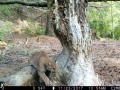 camera view of a mountain lion stepping over a worn tree root