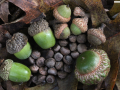 harvested acorns on the forest floor