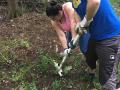 Two people use a pullbear to uproot vegetation in a forest