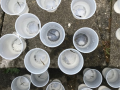 Juvenile steelhead trout in plastic cups