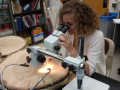 Student analyzing tree rings under a microscope