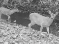 Wildlife camera photo of deer next to a creek