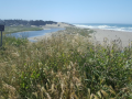 Coastal vegetation, with Salmon Creek and the Pacific Ocean in the distance