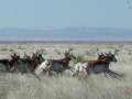 a herd of antelope runs across a grassland