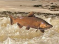 A Chinook salmon leaps out of turbulent water