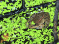 California red-legged frog surrounded by duckweed