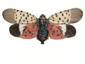 pinned spotted lanternfly