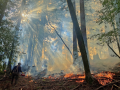 prescribed fire in a forest